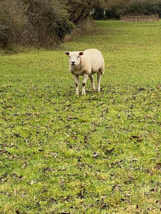 Eco-Friendly Dorset Cottage With Spa Set In Heart Of Countryside Sydling St Nicholas Eksteriør bilde
